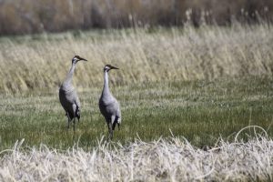 Sandhill Cranes in a Field