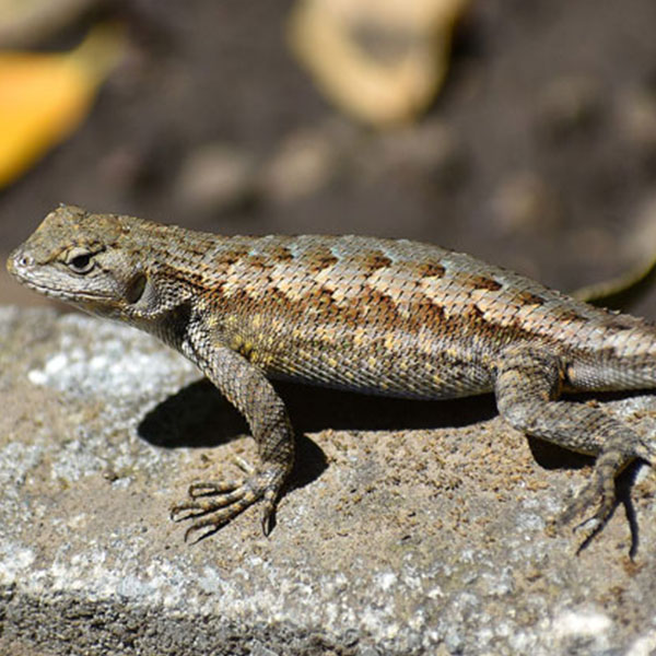 Central Oregon Lizards and Skinks – Think Wild – Wildlife Hospital and  Conservation Center