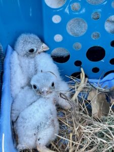 orphaned kestrel chicks