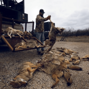 coyote killing derbies are inhumane and ineffective at controlling coyote populations and conflicts